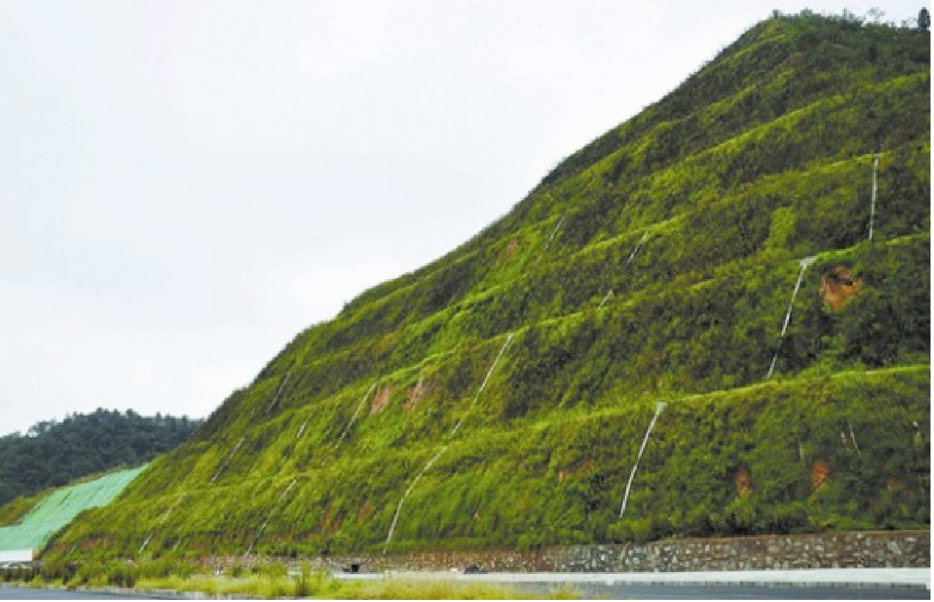 海綿體植物修復生態護坡